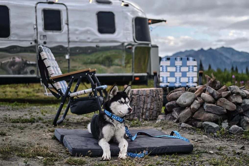 Airstream pet accessory suite