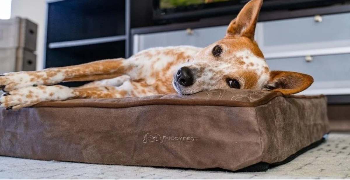 Pillow bed, in use