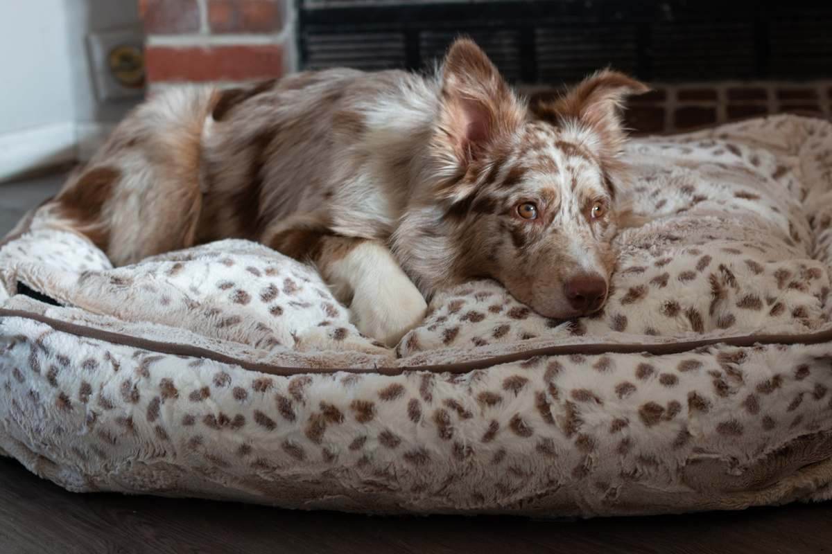 Plush spotted bed