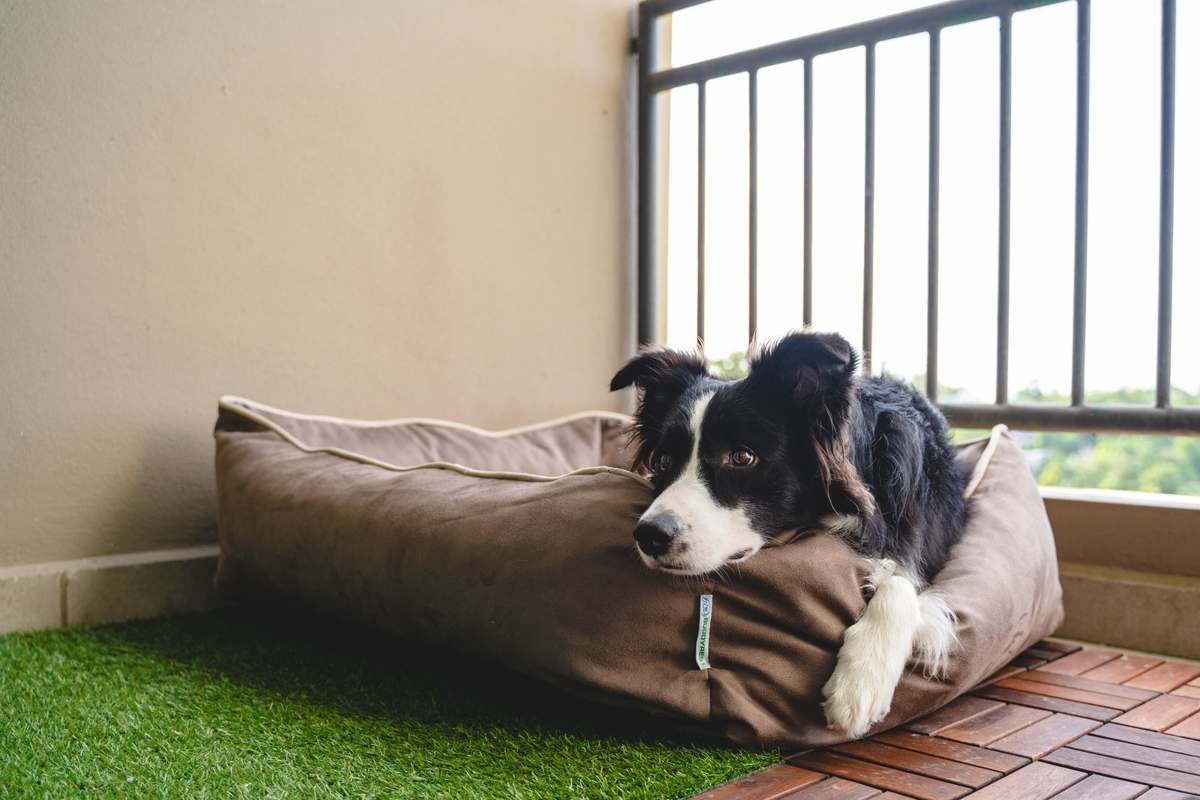 BuddyRest · Bolster bed