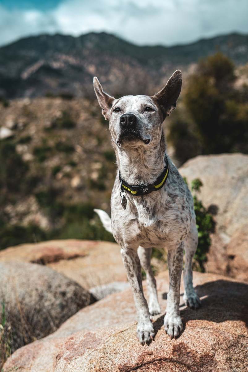 pupIQ · Collar, trail