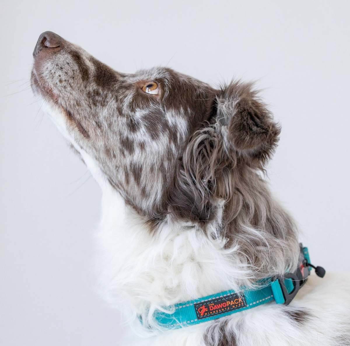 The Dawg Pack · Collar