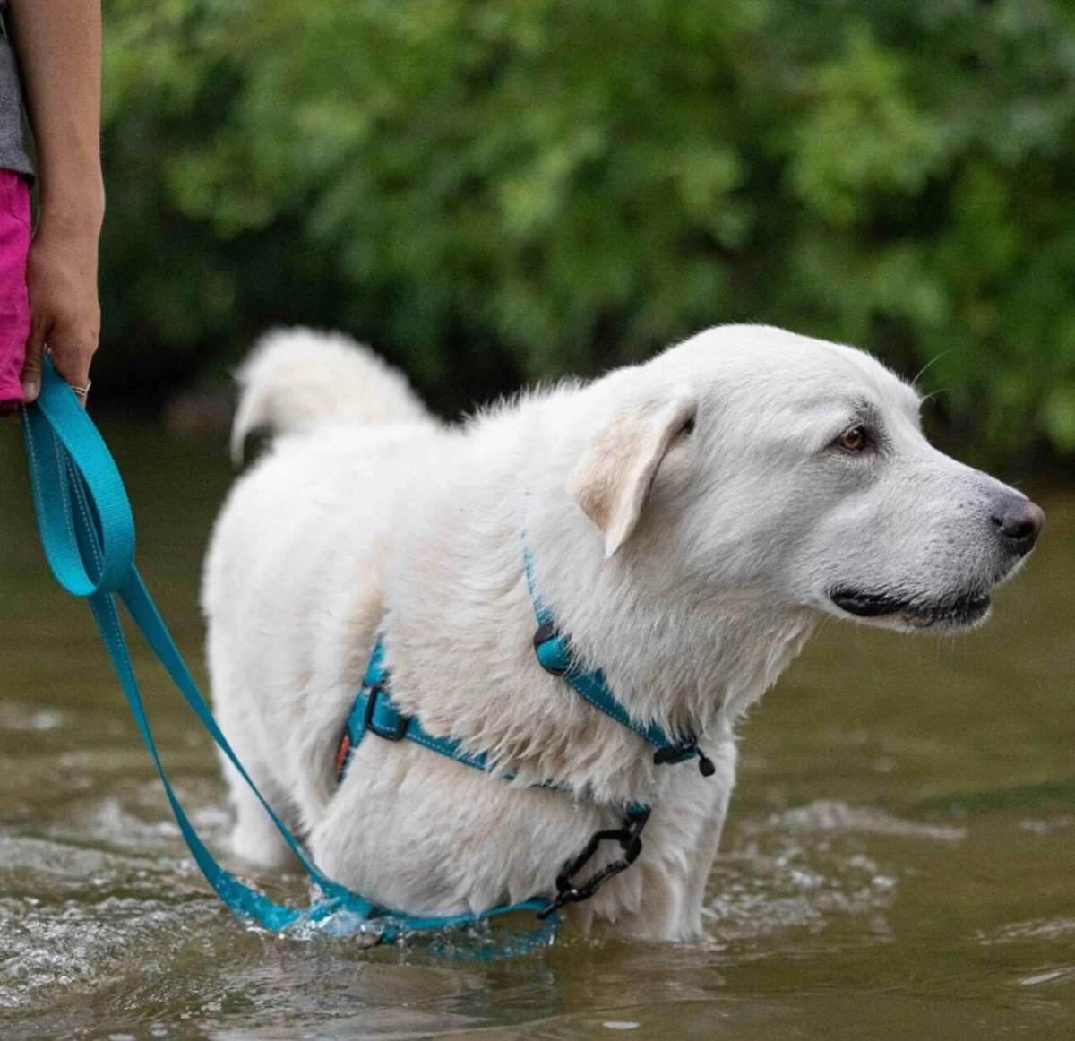 The Dawg Pack · Harness and lead