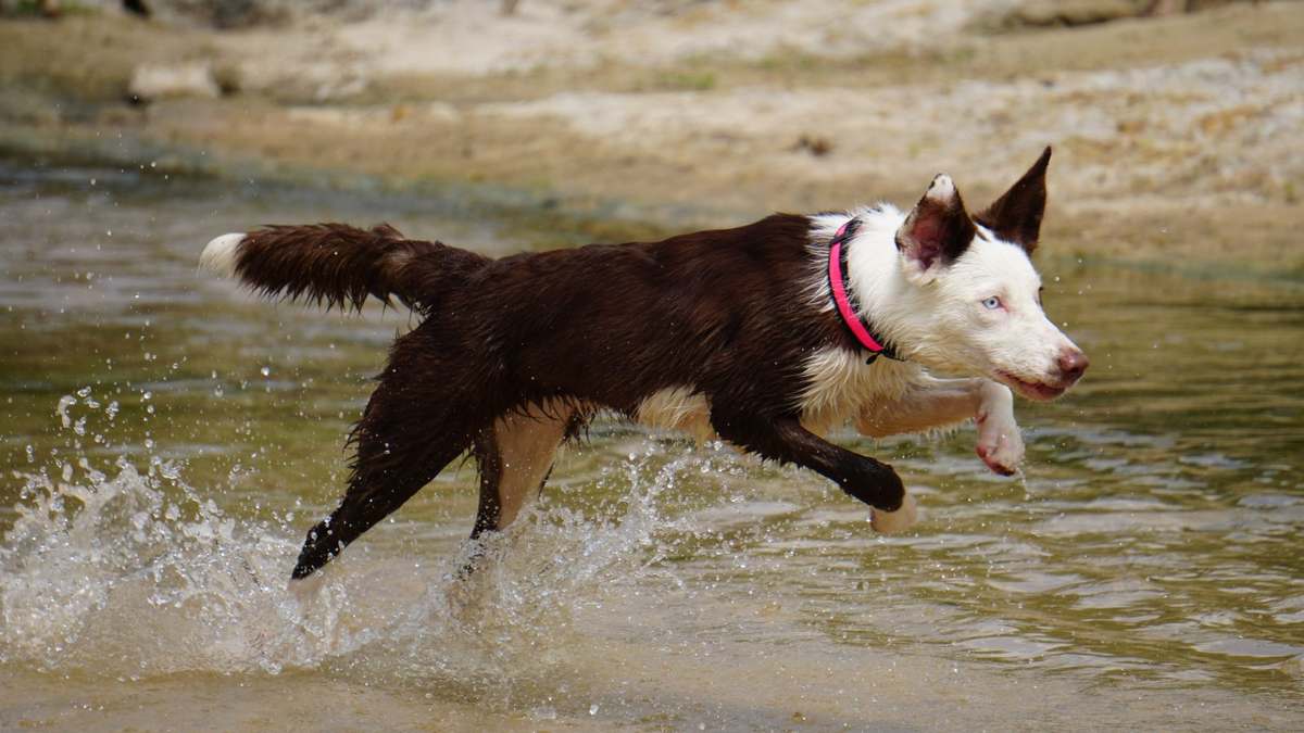 Working dog in the field
