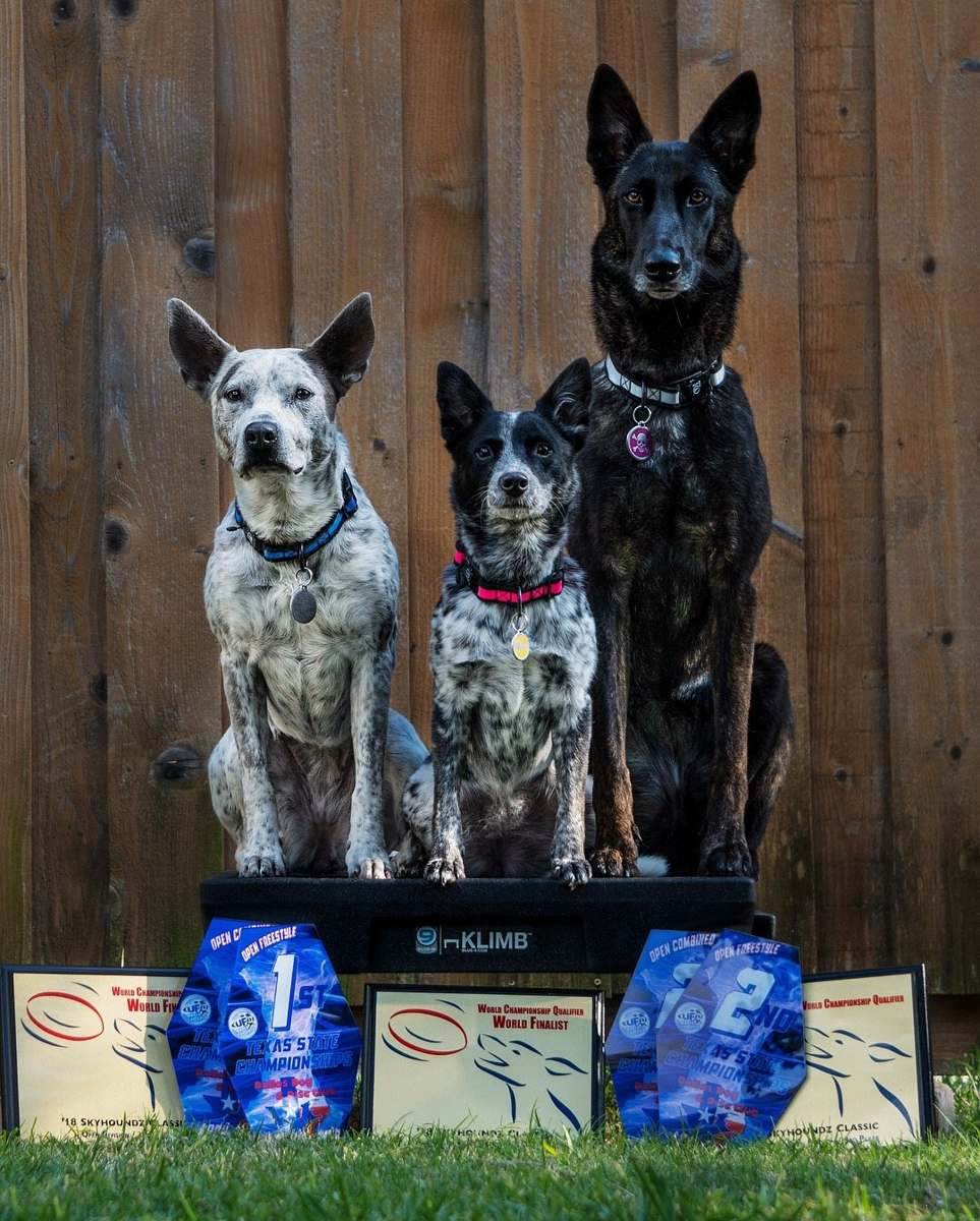 Working dogs