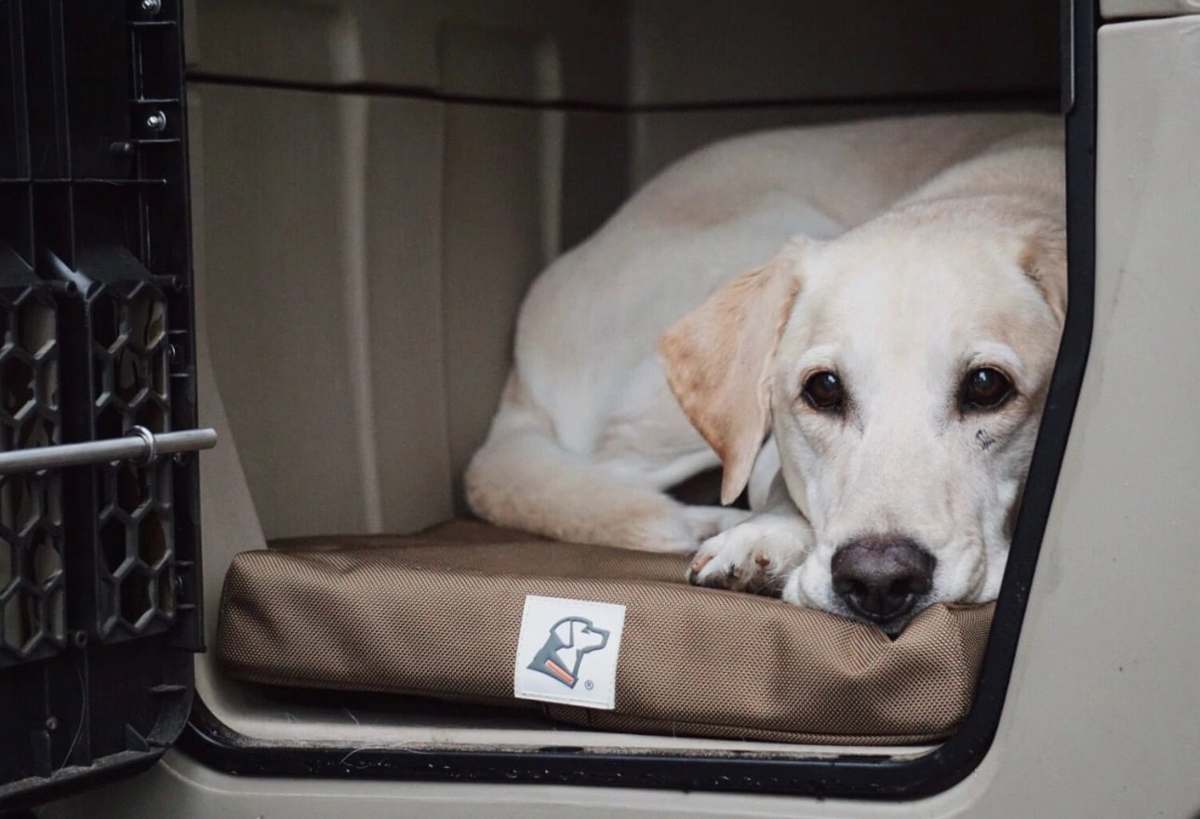 Gunner · Crate pad, in kennel