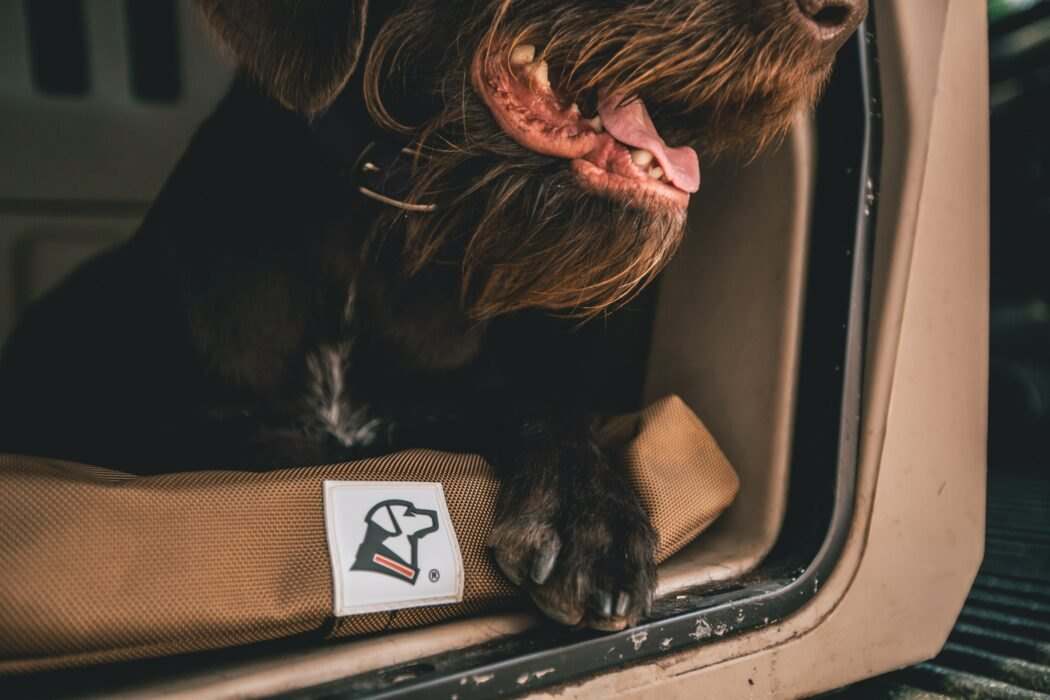 Gunner Kennels bed program