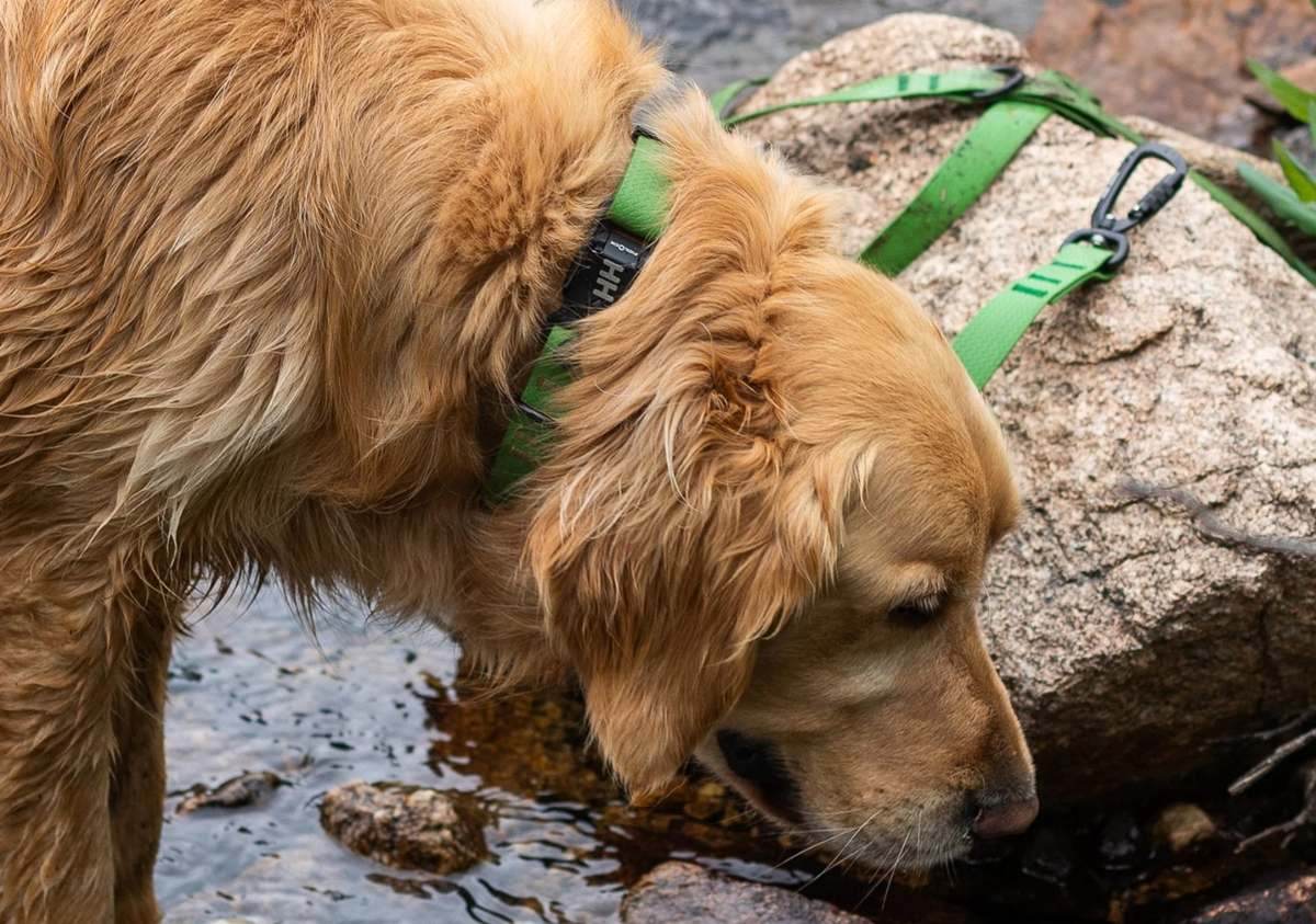 Howl House collar and leash on a golden retriever