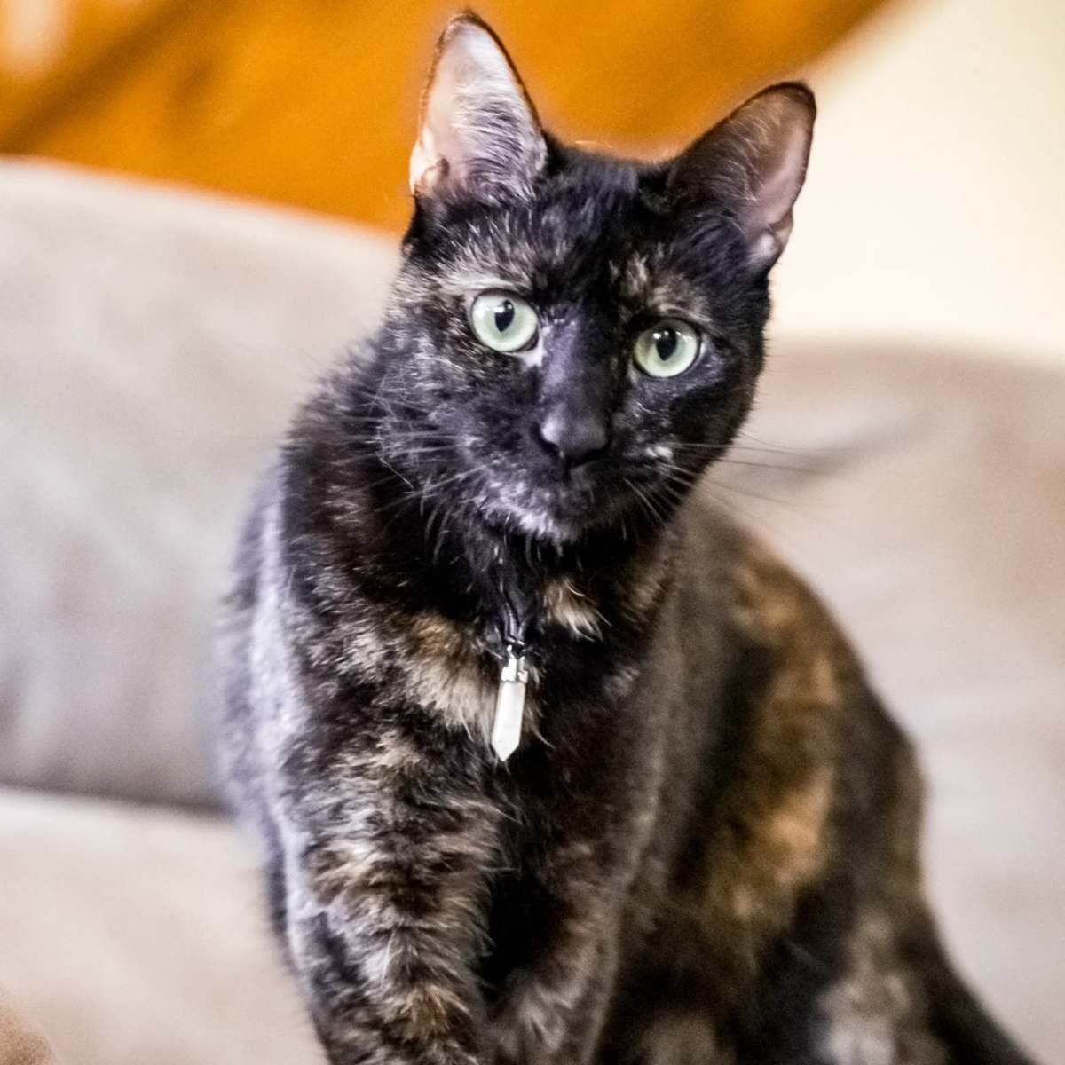 Teaps citrine crystal pendant on a cat