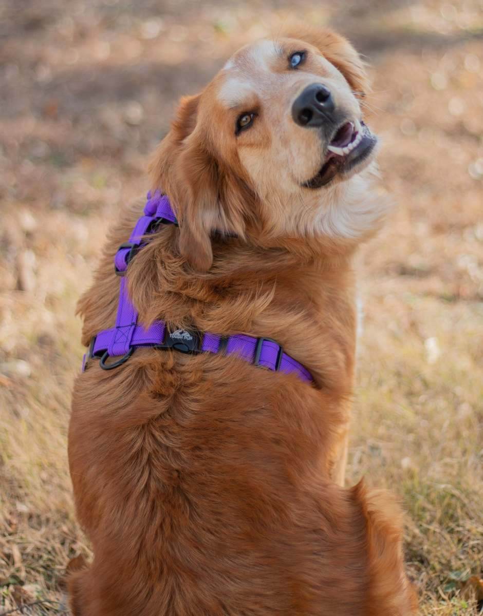 Tough Pup harness on a golden retriever