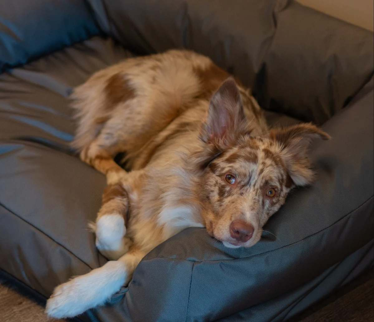 Tucker Murphy Pet bolster bed